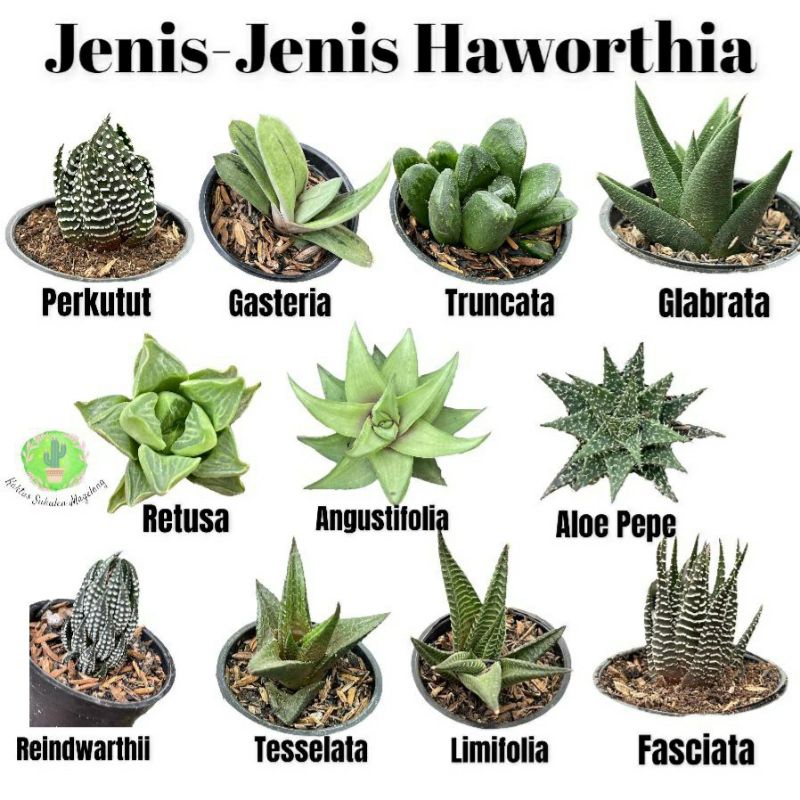 Haworthia Attenuata Truncata Tesselata Glabrata Limifolia Bebas Pilih