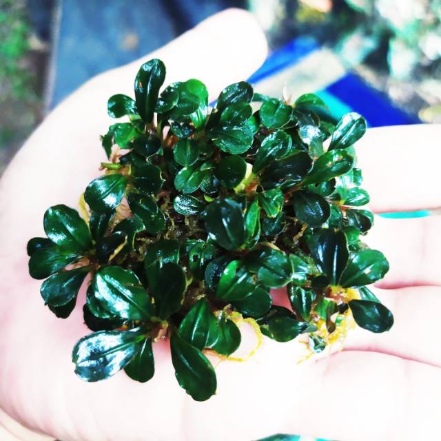 bucephalandra sp mini coin porsi clump