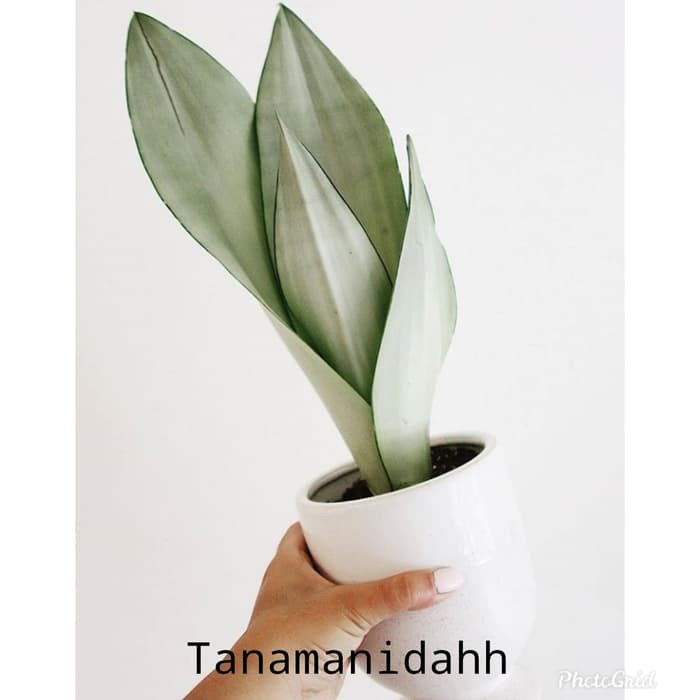 Tanaman hias sansivera paket 3 lidah mertua moonshine-kodokan-( Tanaman hias hidup indoor murah hias