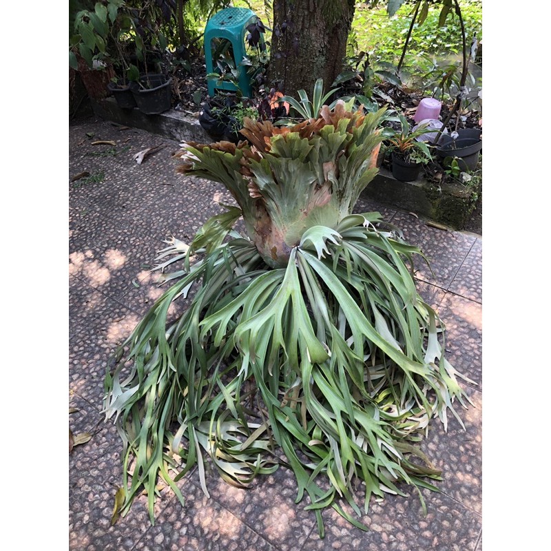 Kadaka Tanduk Rusa Jumbo