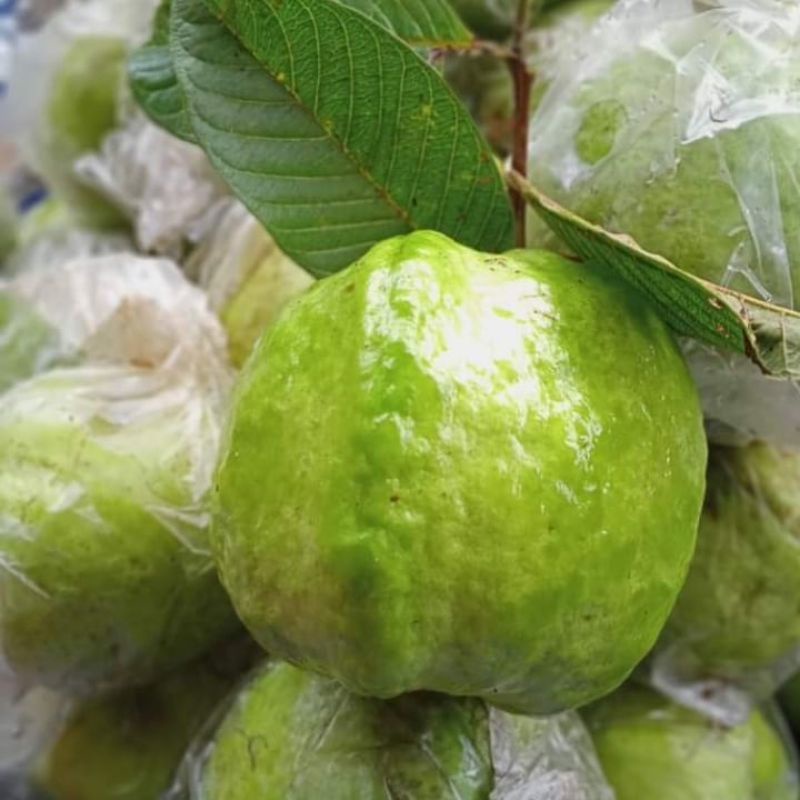 

JAMBU KRISTAL