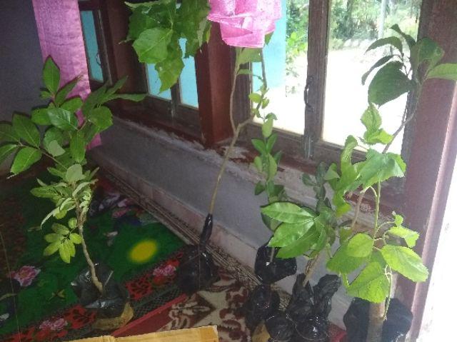 Klengkeng Merah Murah Mriyah Okulasi