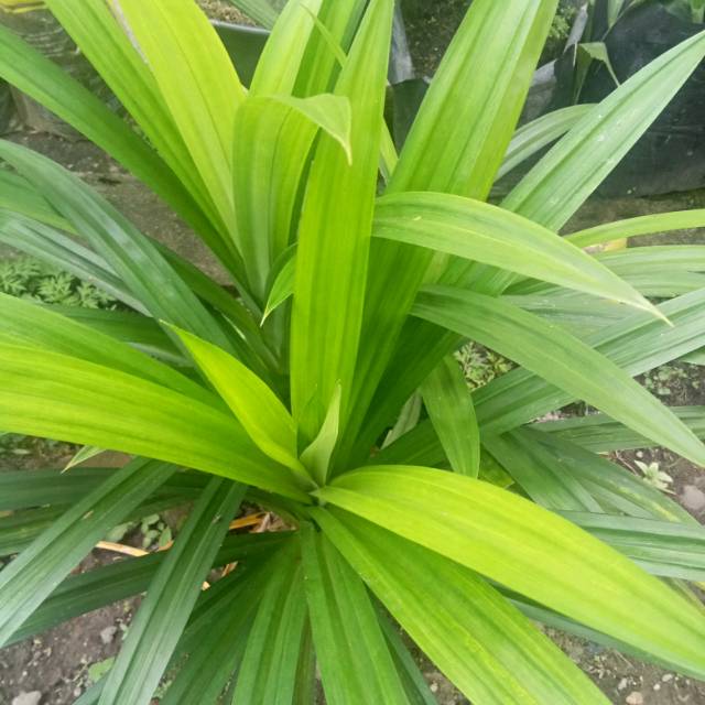 

Daun pandan wangi 1 lembar