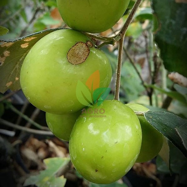 Bibit Putsa Apel India Okulasi Cepat Berbuah-3