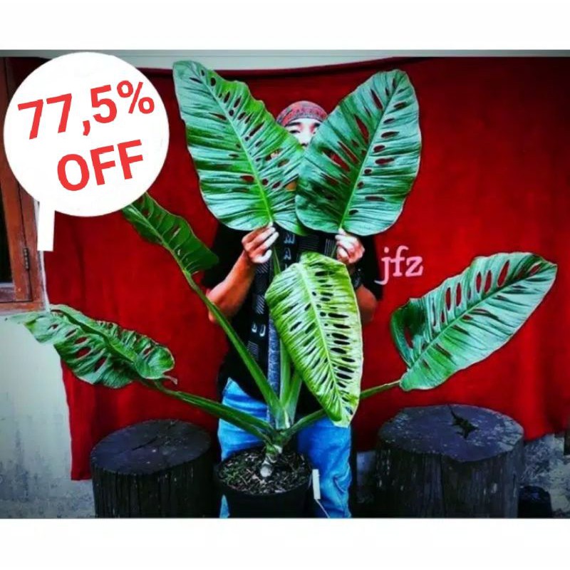 Monstera Acuminata Murah Shopee Indonesia