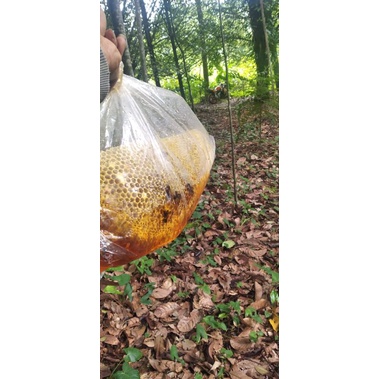 

Madu sarang hutan liar jawa barat Raw honey