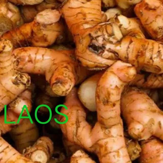 

Laos Lengkuas segar 100gr