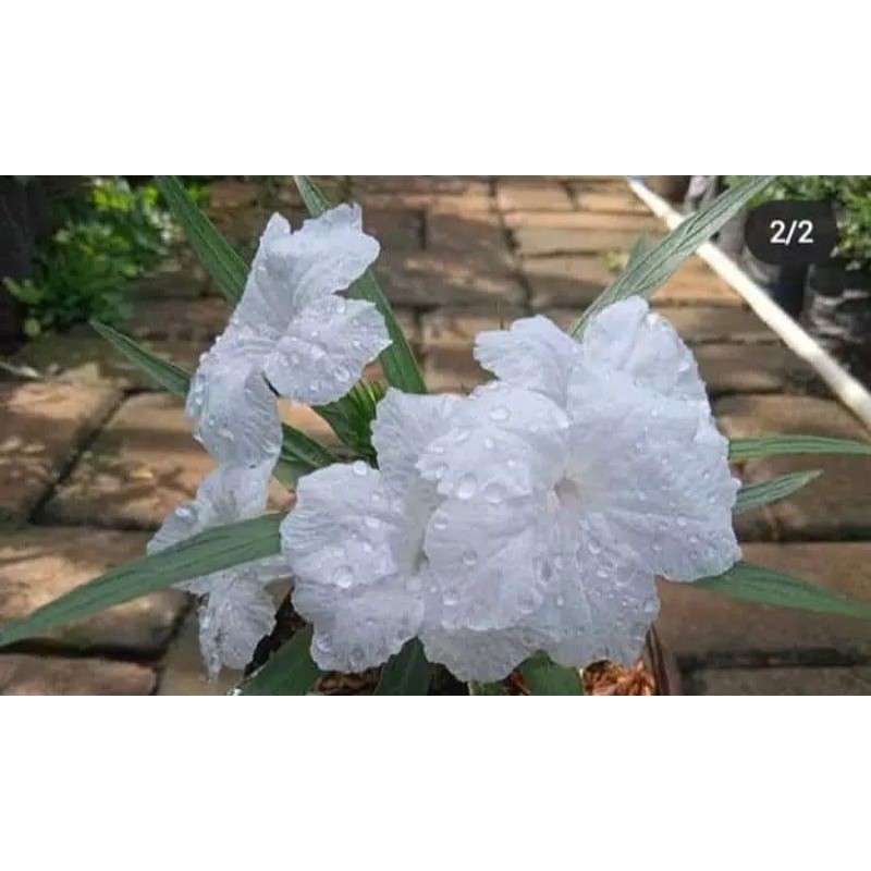 TANAMAN RAWELIA MINI BUNGA PUTIH