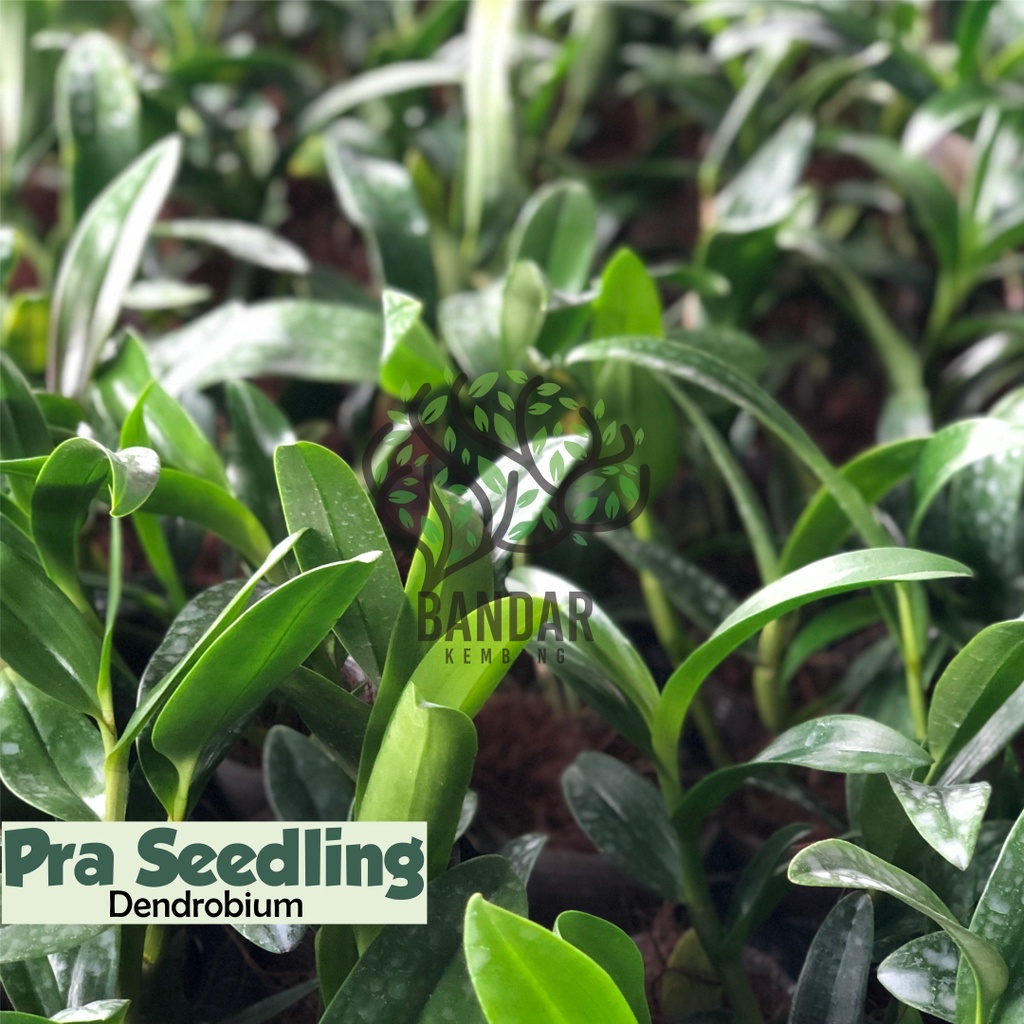 PraSeedling Dendrobium | Anggrek Dendrobium | Seedling Anggrek Dendrobium Murah