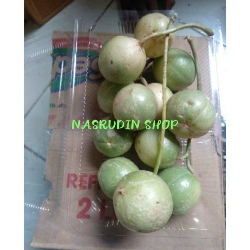 

Buah limpasu 1KG | lingsut | apple hutan | lempahong | lempaung | lingsuh buah langka