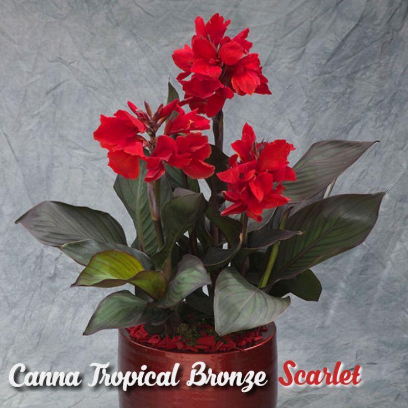 Canna Tropical Bronze Scarlet