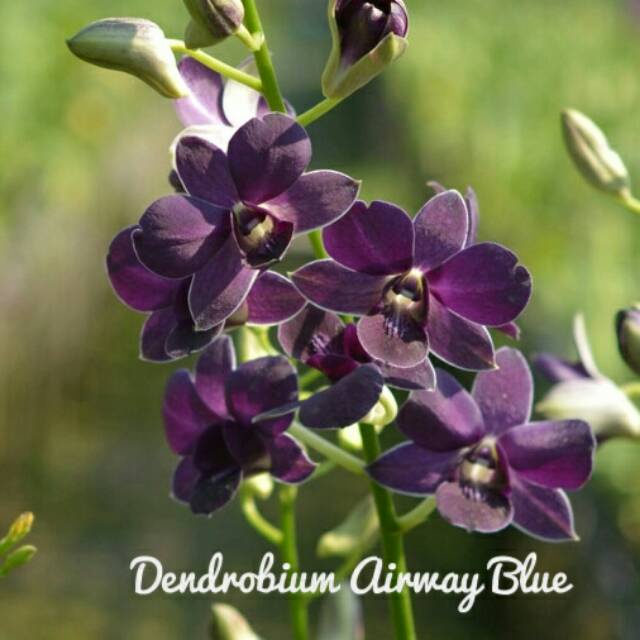 dendrobium airy way blue