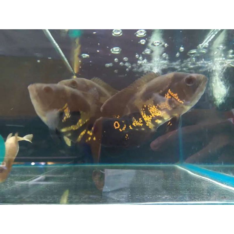 Ikan Predator Oscar Tiger Red size 9-10cm