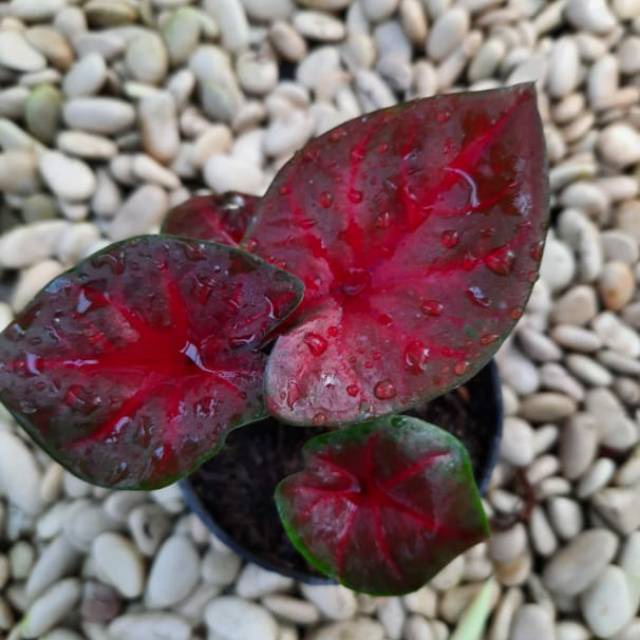 Caladium cantik red devil/tanaman hias caladium cantik/caladium murah meriah red devil/caladium/kela