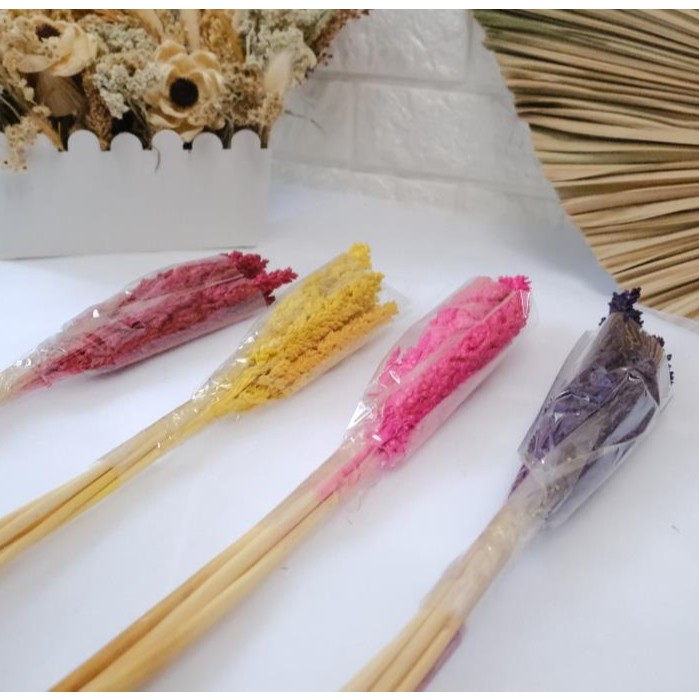 Bunga Kering | Dried Flower Bunga Cantel Warna