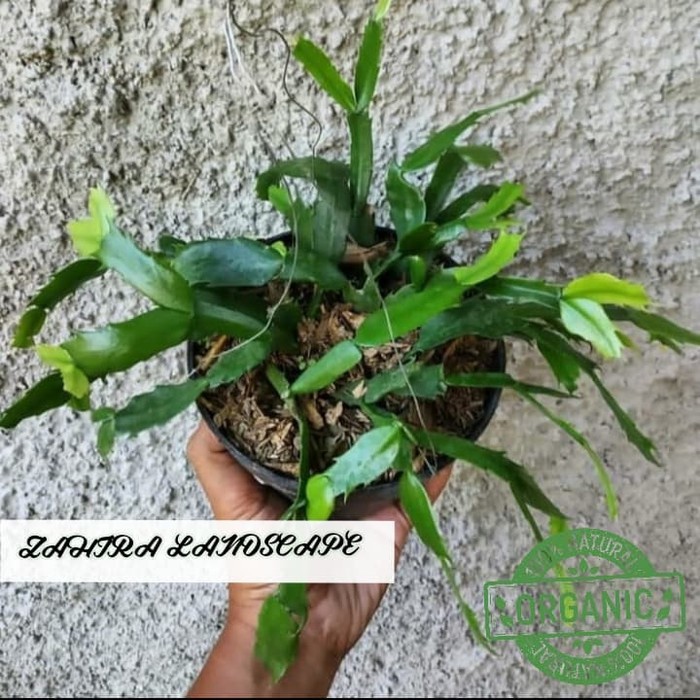 Tanaman Hias - Bibit Bunga Wijaya Kusuma Kepiting Bunga Pink - Indoor