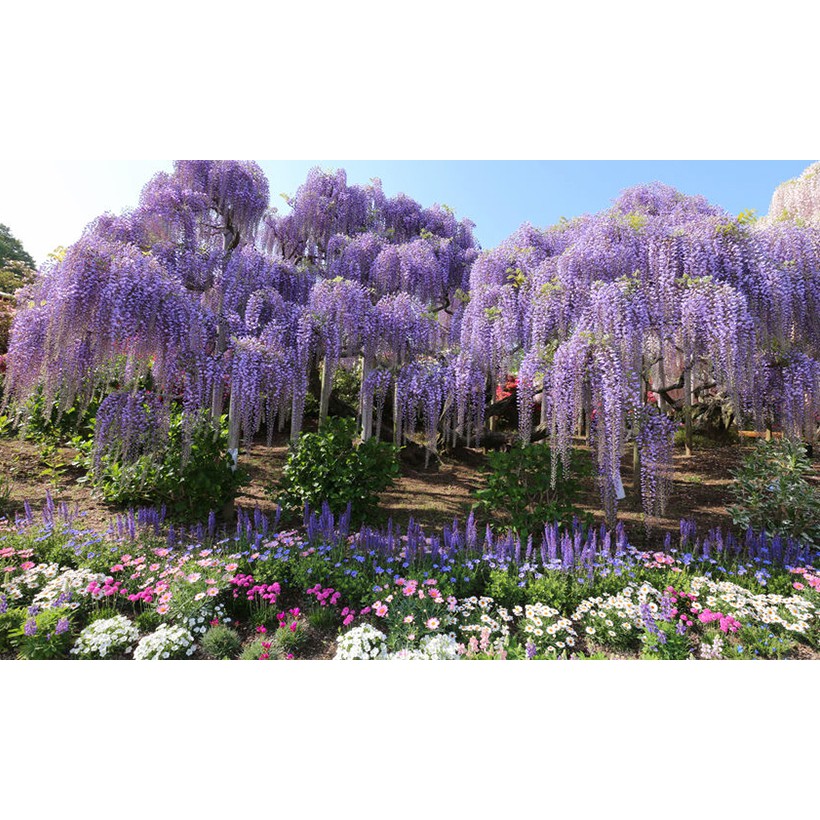 Benih Bibit Biji - Pohon Bunga Purple Wisteria Flower Seeds - IMPORT