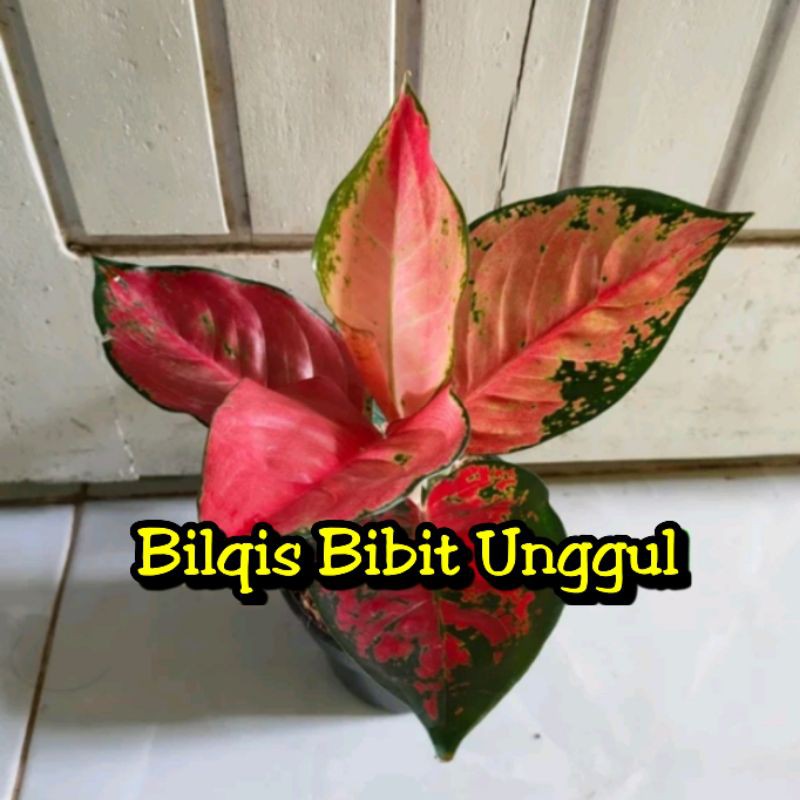 bunga aglonema suksom pelangi