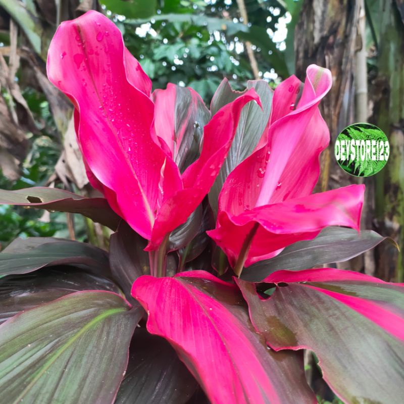 

jual Daun hanjuang merah per 20 lembar