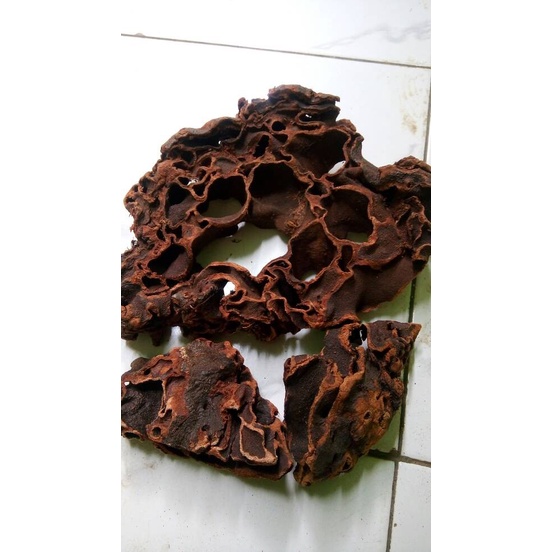 

New Sarang Semut Asli alami Papua Herbal untuk kesehatan