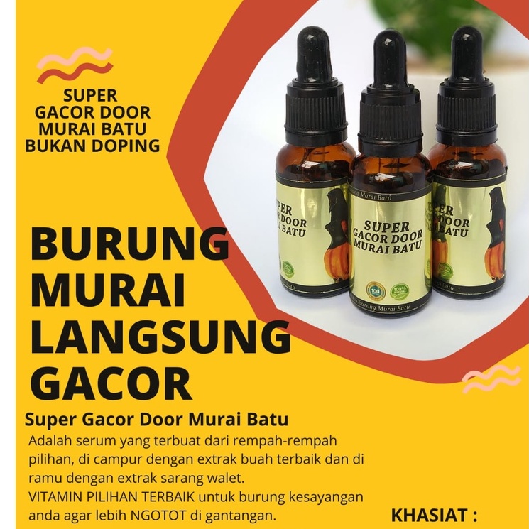 PENGGACOR BURUNG MURAI SUPER GACOR DOOR MURAI BATU JUARA GANTANGAN