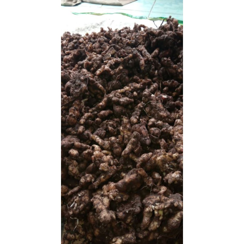 

Jahe emprit lokal jawa 1kg