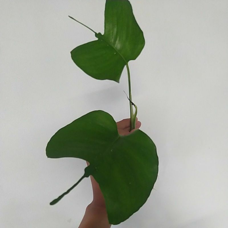 epipremnum skelaton key / philodendron ekor pari