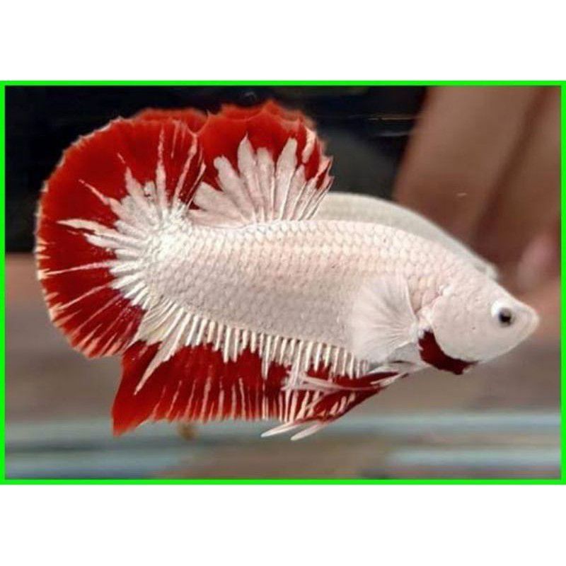 

TERMURAH cupang dragon snow red Gread A