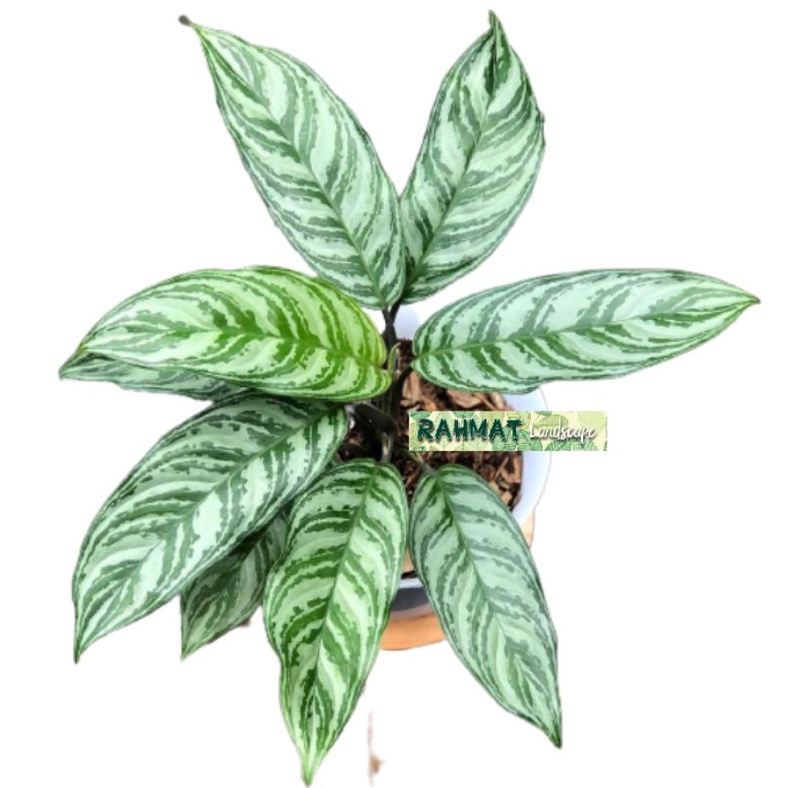 tanaman hias sri rejeki - tanaman hias diven - tanaman diven - tanaman hias