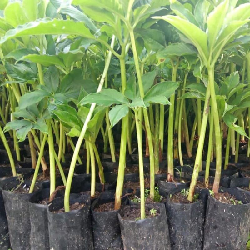 benih porang siap tanam