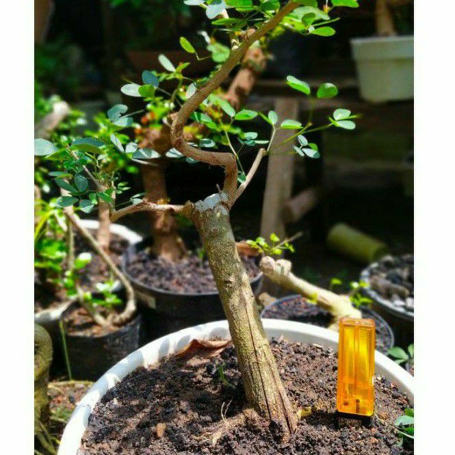 bahan bonsai asem londo / kranji  mame cakep realpic
