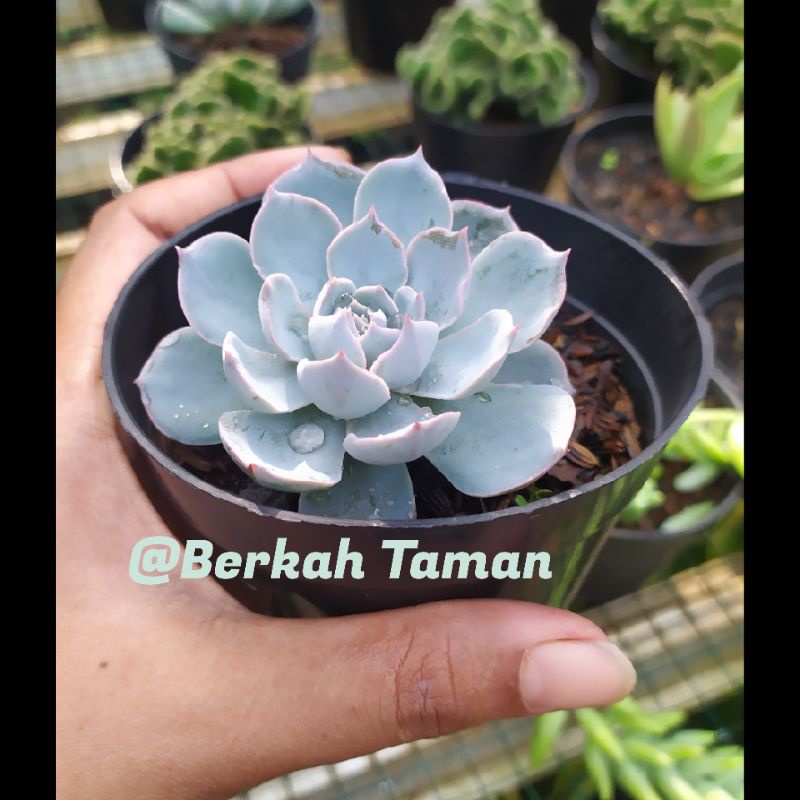 tanaman hias kaktus sekulen/pohon kaktus mini sekulen