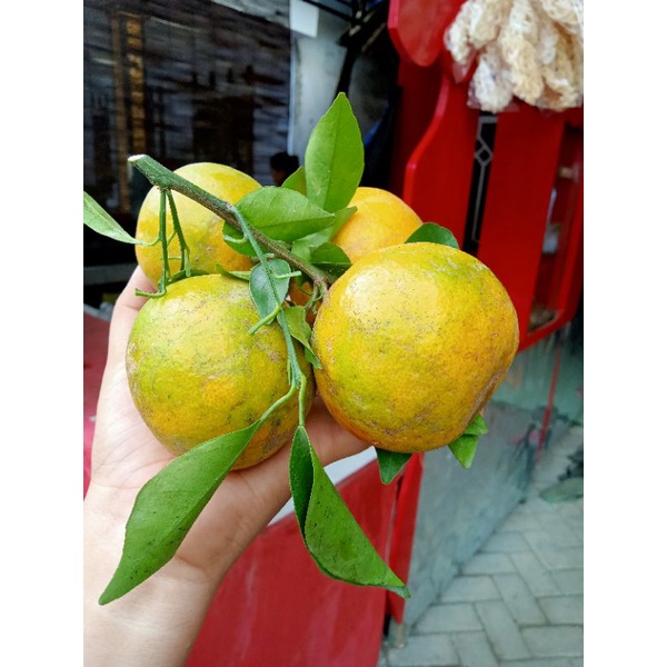 

jeruk siem madu