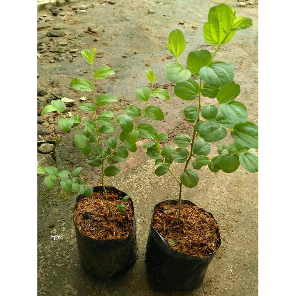 Asli Bibit Buah Tanaman Pohon Bidara Arab *_*