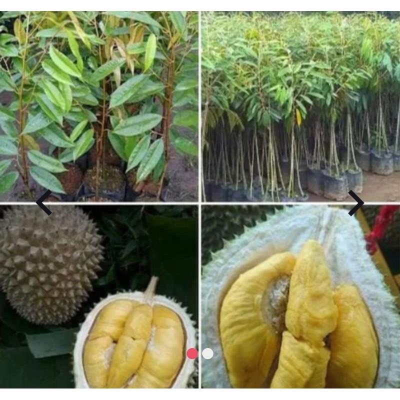 

Durian Bawor kaki 3