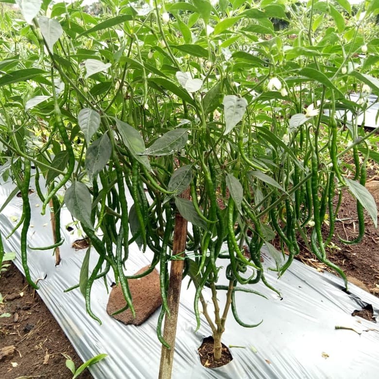 ID BENIH CABE MERAH KERITING LOKAL MEDAN PATEN 10 GRAM - CMK PATEN - BIBIT CABE CABAI ATENG F1 PATEN