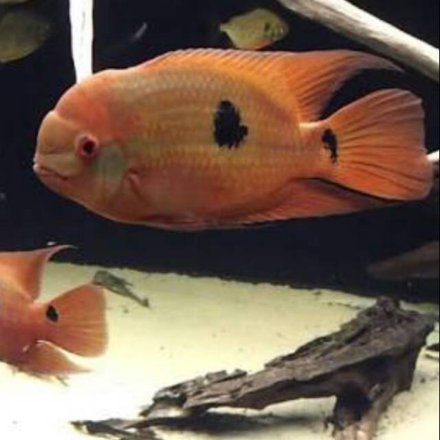 Emerald Chocolate Cichlid Hypselecara Temporalis American