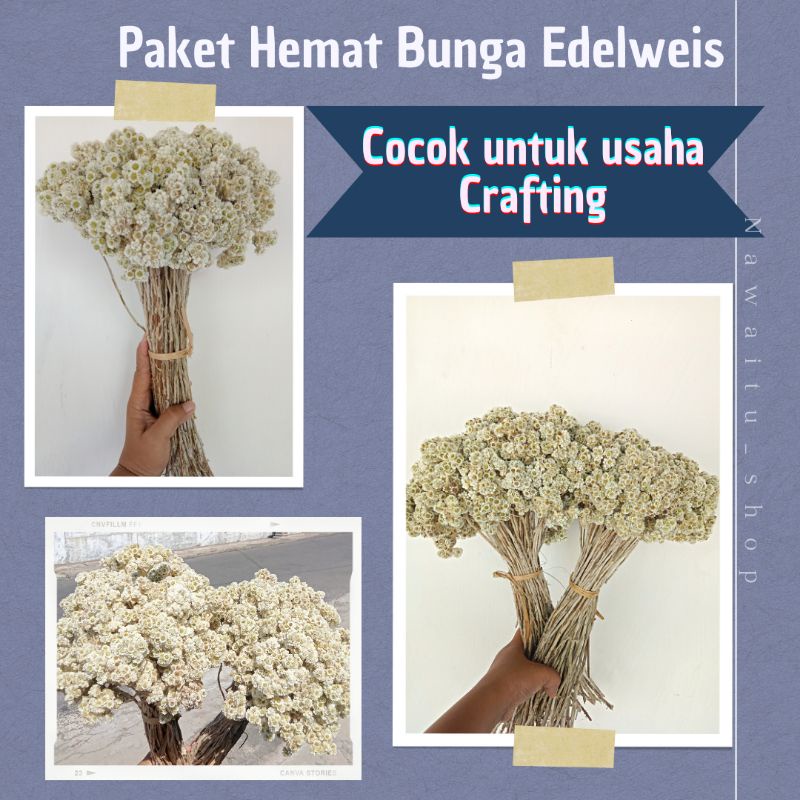 Bunga Kering Edelweis Asli Asthetic Buket Wisuda Mini Besar Kosongan Hiasan Mahar Pernikahan Rustic 