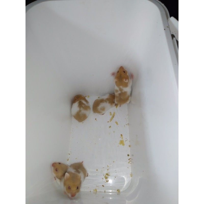 Hamster syrian short hair lucu gemes khusus gojek dan grab aman untuk anak anak-1