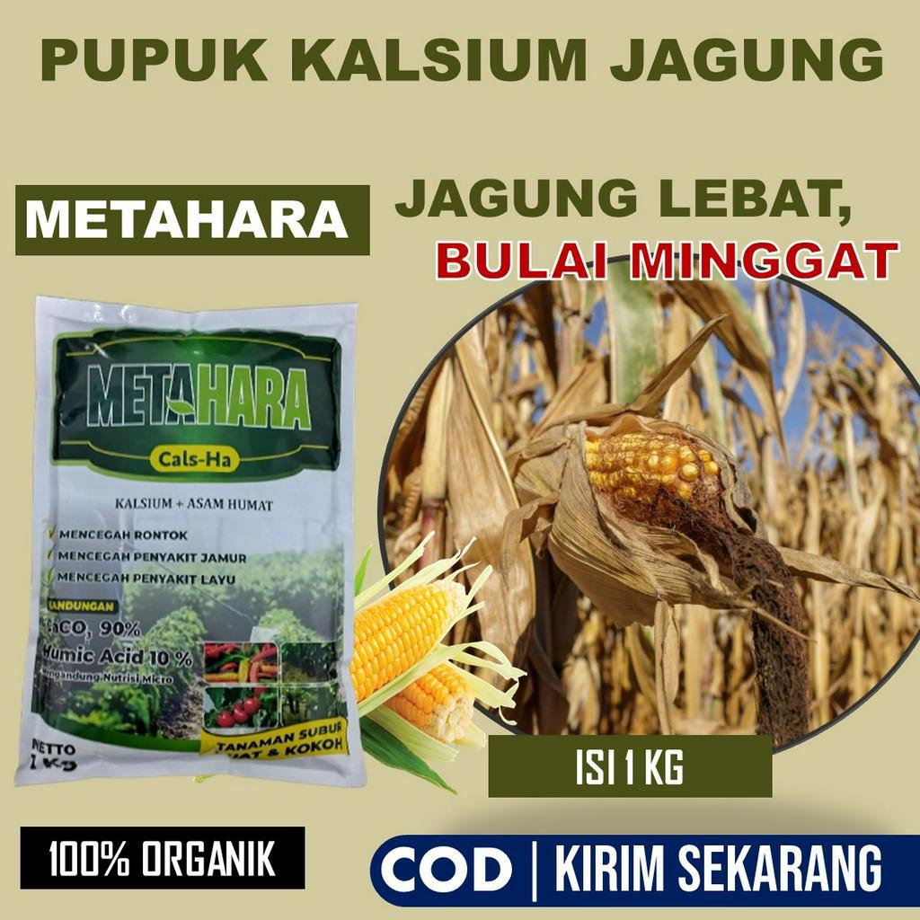 Pupuk Organik Kalsium Anti Bulai Jagung - METAHAR Pupuk Jagung isi 1 Kg melebatkan Jagung Anti Penya