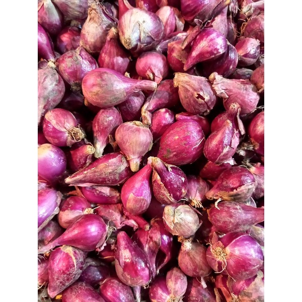 

Bawang merah brebes super cross