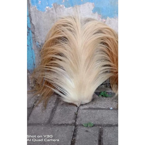 ekor kuda/buntut jaran