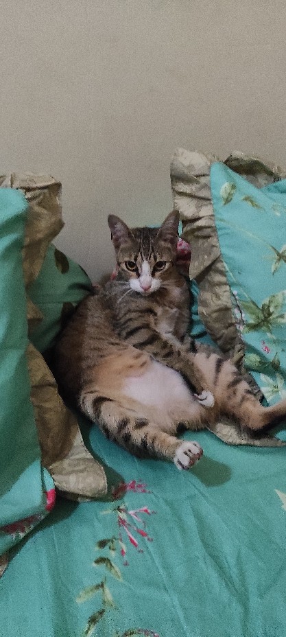 Minyak Aromaterapi Vanilla 100 Ml  (botol Cembung)