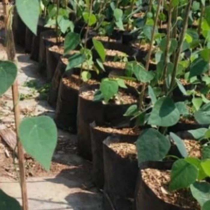 Pohon Cincau Bulu /Cincau Hijau Tanaman Herbal Bibit Pohon Daun Cincau