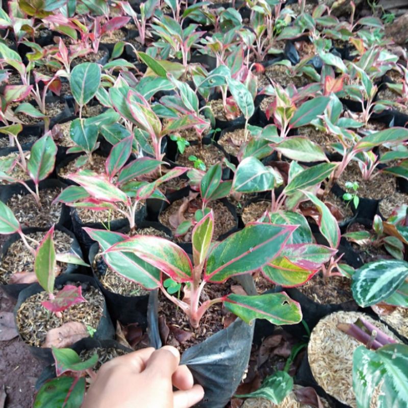 tanaman hias aglonema lipstik - aglonema lipstik siam aurora - pohon aglonema lipstik siam aurora