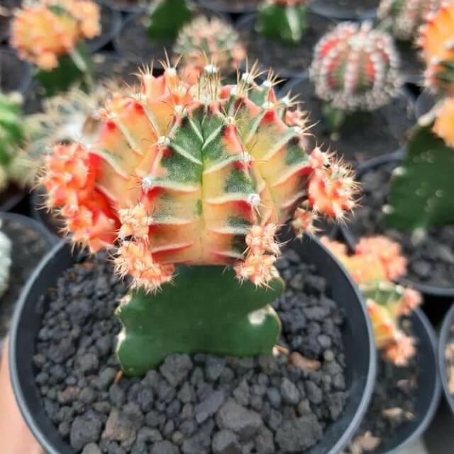 gymnocalycium mihanovichii starfire