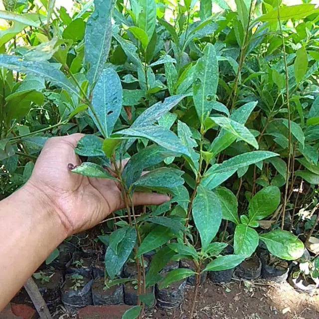 Bibit Tanaman Bumbu Daun Salam Terlaris Murah BELI 12 GRATIS 1-2