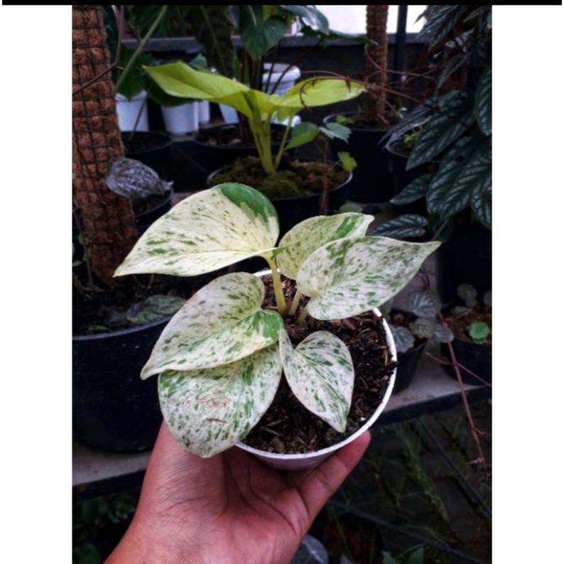 Tanaman Hias Sirih Marble/ Sirih Belanda