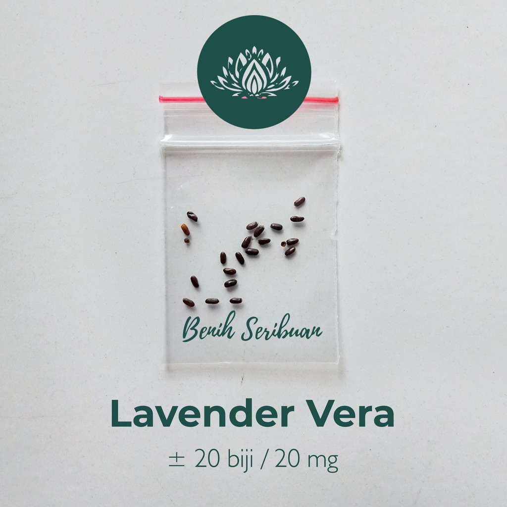 10 Benih Lavender Vera English Bibit Bunga Herb Lavender Lavandula Angustifolia Tanaman Anti Nyamuk-6