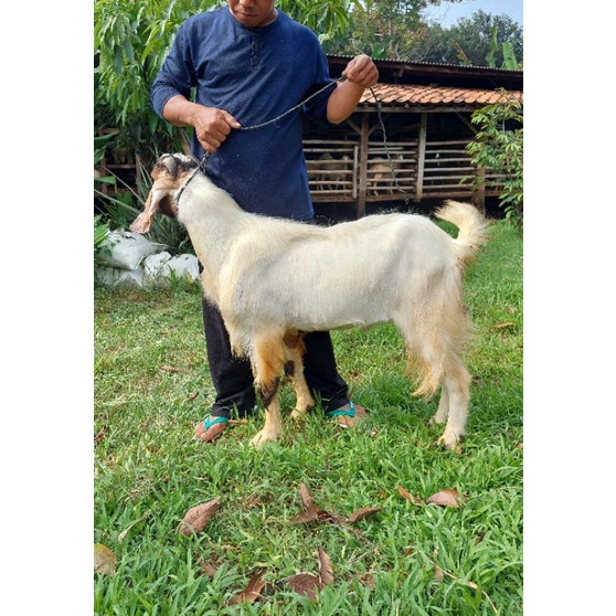 kambing dan domba qurban murah   kambing aqiqah    domba aqiqah   kambing jantan dan betina